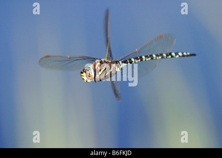 Hawker comune (Aeshna juncea, Libellula juncea, Aeshna americana) in volo, Cerveny stagno, Krusne Hory montagne, Chomutov dist Foto Stock