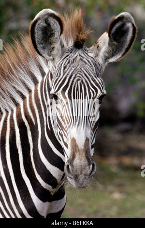 Di Grevy Zebra, Imperial Zebra (Equus grevyi), ritratto Foto Stock
