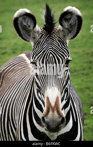 Di Grevy Zebra, Imperial Zebra (Equus grevyi) Foto Stock