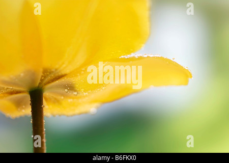 Tulipano, dettaglio Foto Stock