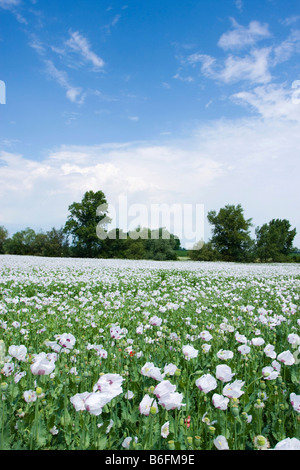 Campo di papavero, distretto di Breclav, Sud Moravia Repubblica Ceca, Europa Foto Stock