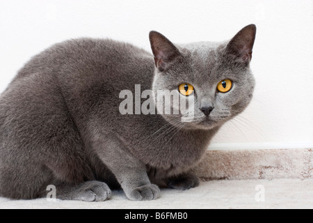 British Shorthair cat, blu Foto Stock