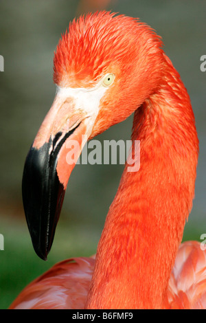 Caraibi Flamingo, American Flamingo (Phoenicopterus ruber ruber) Foto Stock