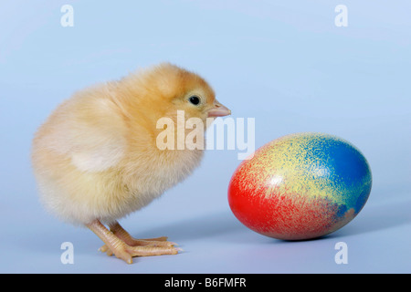 Pulcino e uovo di Pasqua Foto Stock