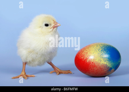 Pulcino e uovo di Pasqua Foto Stock