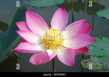 Indian lotus (Nelumbo nucifera) Foto Stock