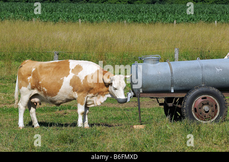 Mucca bere da un barile di acqua, Alta Baviera, Germania, Europa Foto Stock