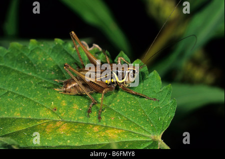 La Roesel Bush-Cricket (Metrioptera roeseli), maschio Foto Stock