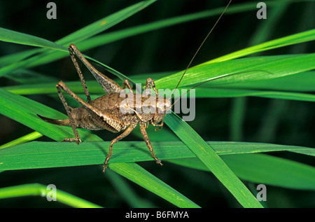 Dark Bush-Cricket (Pholidoptera griseoaptera), femmina Foto Stock