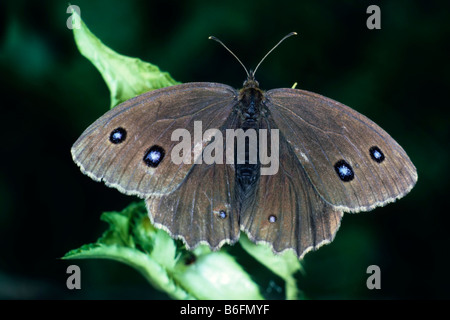 Dryad (Minois dryas) crogiolarsi al sole Foto Stock