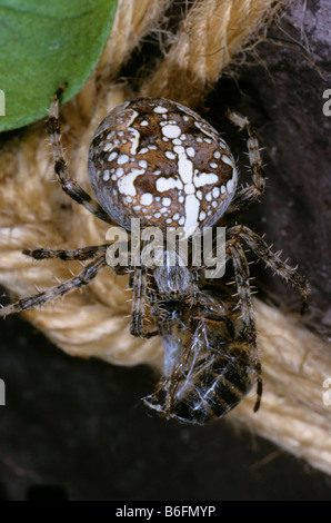 Croce Spider (Araneus diadematus) con miele-bee come preda Foto Stock