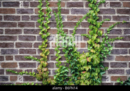Edera comune (Hedera helix) e Giapponese edera (Parthenocissus tricuspidata) che cresce su un muro di mattoni Foto Stock