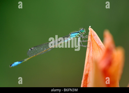 Blu-tailed Damselfly (Ischnura elegans) su un fiore Foto Stock