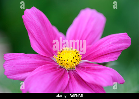 Close-up del Cosmo (Cosmos bipinnatus) Foto Stock