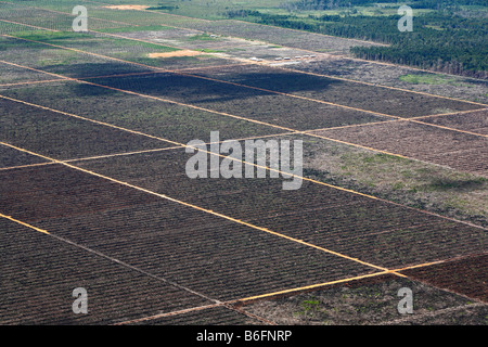 Olio di palma piantagioni visto dal Genung Kelam montagna, Sintang, West Kalimantan, Borneo, Indonesia Foto Stock