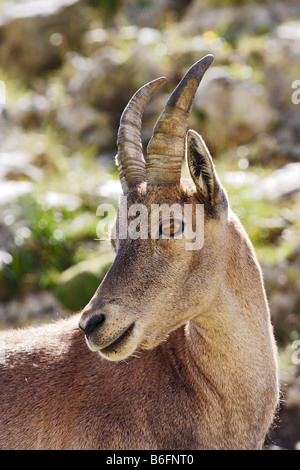 Stambecco delle Alpi (Capra ibex), Alpi, Piemonte, Italia, Europa Foto Stock