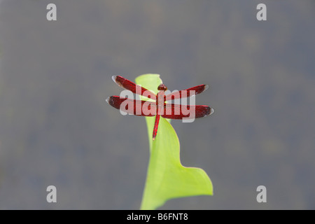 Dragonfly appollaiato su una foglia, Putussibau, West-Kalimantan, Borneo, Indonesia, sud-est asiatico Foto Stock