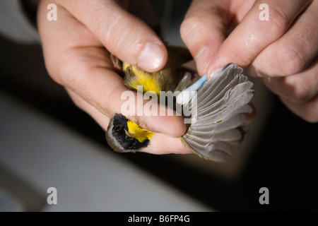 Un uccello bander sterilizza la vena di un maschio adulto Yellowthroat comune, Geothlypis trichas, al fine di prelevare il sangue per uno studio. Foto Stock