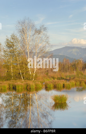 Marsh paesaggio con laghetto e boschetto di betulle, Alpi sul retro, Nicklheim, alpine upland, Baviera, Germania, Europa Foto Stock