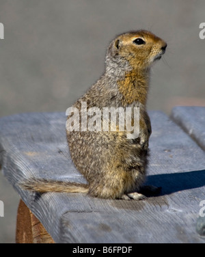 Terra artica scoiattolo (Spermophilus parryii), Carcross, Yukon Territory, Canada, America del Nord Foto Stock