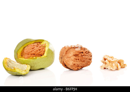 Il persiano di noci (Juglans regia) verde con strato esterno, senza guscio, nucleo in legno di noce Foto Stock