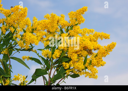 Canada oro (Solidago canadensis) Foto Stock