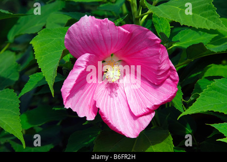 Swamp Rose Mallow (Hibiscus moscheutos) Foto Stock