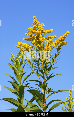 Canada oro (Solidago canadensis) Foto Stock