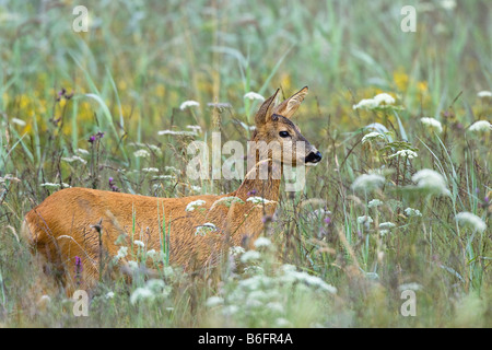 Unione Il capriolo (Capreolus capreolus) in un prato, femmina, Baviera, Germania, Europa Foto Stock
