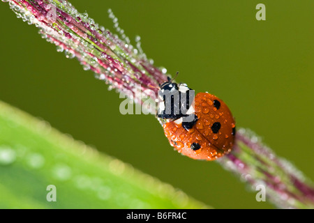 Sette-spot Ladybird (Coccinella septempunctata) con gocce di rugiada, Baviera, Germania, Europa Foto Stock