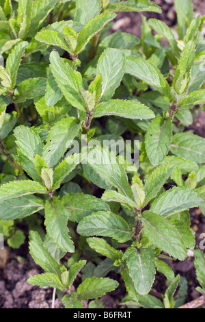 La Menta Piperita (Mentha piperita) in un giardino, Germania, Europa Foto Stock