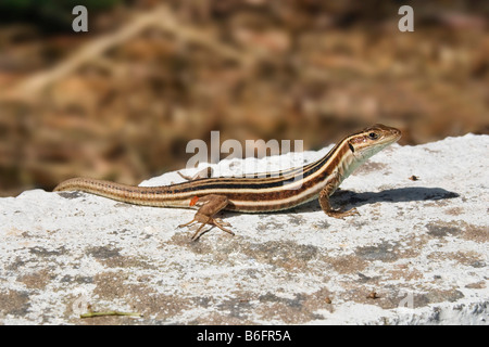 Peloponneso lucertola muraiola (Podarcis peloponnesiaca), femmina, Peloponneso O Peloponneso Grecia, Europa Foto Stock