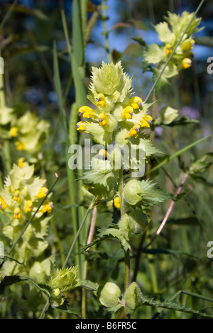 Maggiore sonaglio giallo (Rhinanthus alectorolophus), Alta Baviera, Germania, Europa Foto Stock