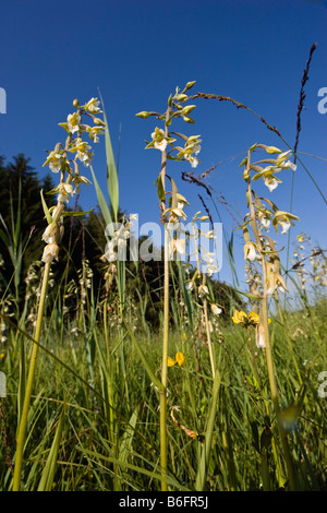 Elleborina palustre (Bergonii palustris), Alta Baviera, Germania, Europa Foto Stock