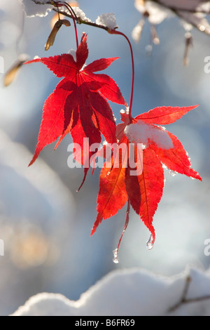 Autunno-lascia nella neve, acero giapponese o liscia di acero giapponese (Acer palmatum), in Baviera, Germania, Europa Foto Stock