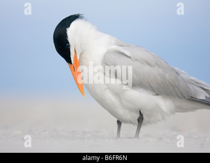 Un Royal tern sulla spiaggia di Fort DeSoto park, San Pietroburgo, Florida Foto Stock