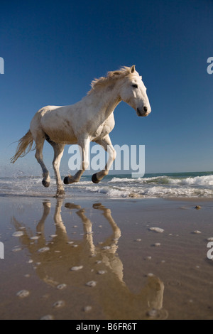 White Camargue horse running in acqua sulla spiaggia, Camargue, Francia, Europa Foto Stock