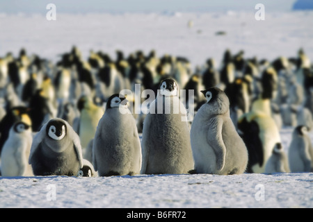 Pinguini imperatore (Aptenodytes forsteri), pulcini, Antartide Foto Stock