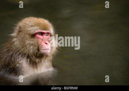 Giapponese neve macaco scimmia a Jigokudani Monkey Park Nagano Giappone Foto Stock