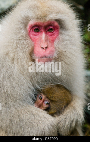 Giapponese neve macaco scimmia a Jigokudani Monkey Park Nagano Giappone Foto Stock