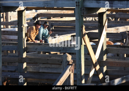 I cowboys per discutere l'acquisto di cavalli a Stockyards Fort Worth Texas Foto Stock