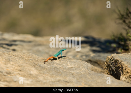 La fauna selvatica africana piatto Sekukhune Lizard Cordylidae famiglia molto raro che si trova solo in una piccola regione nel Sud Africa il blyde Foto Stock