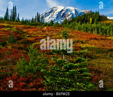 Snow capped Mount Rainier con Autunno a colori nel paradiso prato, il Parco Nazionale del Monte Rainier, Washington Foto Stock