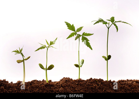 Quattro alberelli in un fango con sfondo bianco Foto Stock