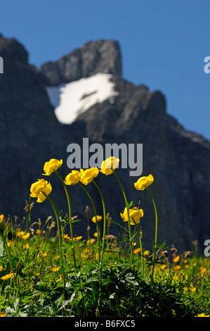 Globe flower Trollius europaeus, Mt Eiger nel retro, Grindelwald, Svizzera Foto Stock