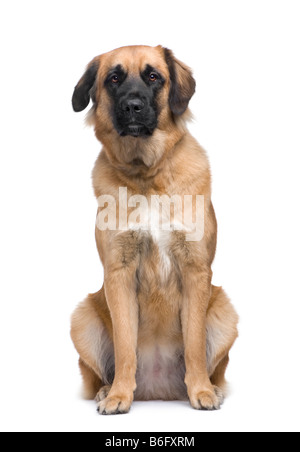 Leonberger davanti a uno sfondo bianco Foto Stock