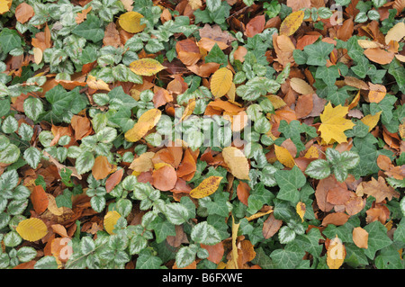 Arcangelo giallo (lamium galeobdolon syn. lamiastrum galeobdolon) e comuni edera (Hedera helix) Foto Stock