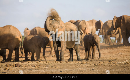 Un elefante in un allevamento spolvero con la terra in Kenya Foto Stock