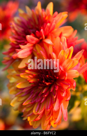 Crisantemo, di colore arancione e giallo Foto Stock