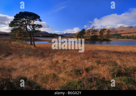 Loch Tulla con resto di Caledonian Pineta verso il monte Nero compresi Stob Ghabhar nelle Highlands scozzesi Foto Stock